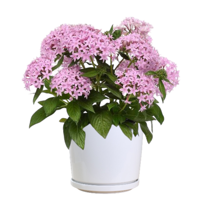 Graffiti Pink Pentas